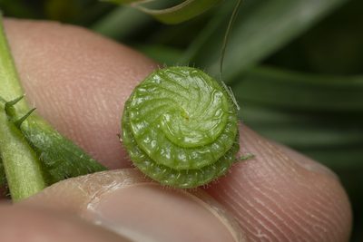 Medicago rugosa, photographed by Eleftherios Katsillis