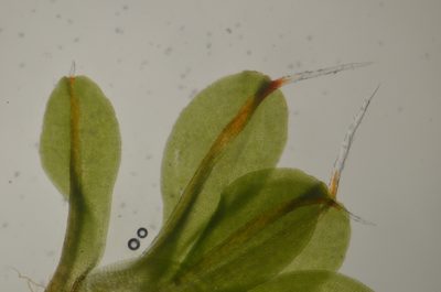 Syntrichia laevipila, photographed by Randal