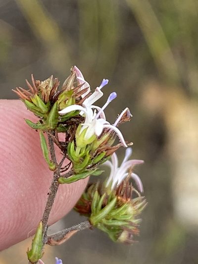 Wahlenbergia rubens, photographed by Dave U