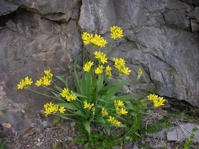 Allium moly, photographed by Todd Boland