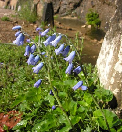 Brimeura amethystina, photographed by Todd Boland