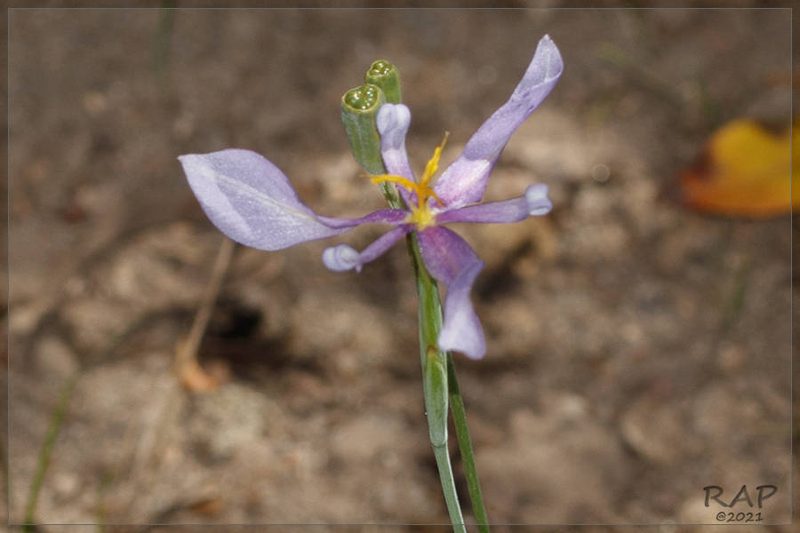 Calydorea amabilis, photographed by RAP