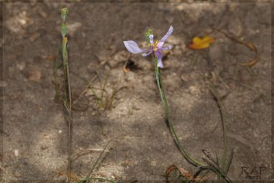 Calydorea amabilis, photographed by RAP