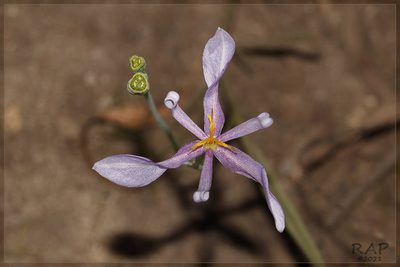 Calydorea amabilis, photographed by RAP