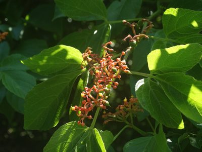 Cissus microcarpa, photographed by Francisco Farriols Sarabia