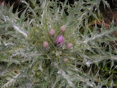 Carduus carlinoides, photographed by Todd Boland