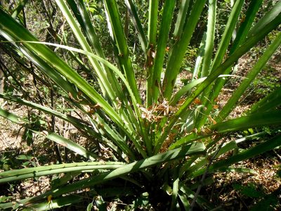 Bromelia karatas, photographed by Carlos A. Padrón P.