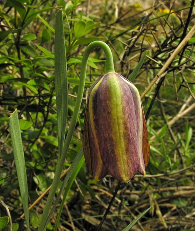 Fritillaria pyrenaica, photographed by Todd Boland