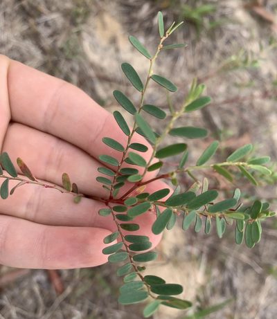 Phyllanthus abnormis, photographed by natalie