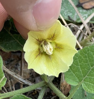 Physalis arenicola, photographed by natalie
