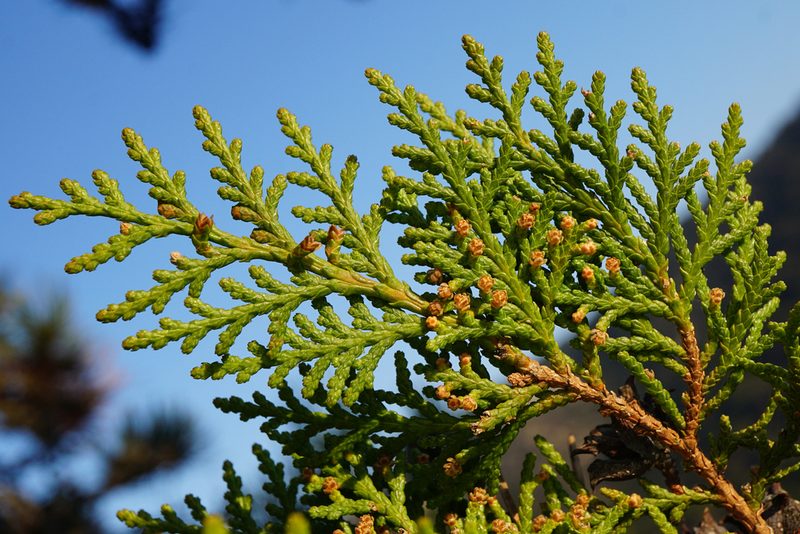 Platycladus orientalis, photographed by Patrick Hacker