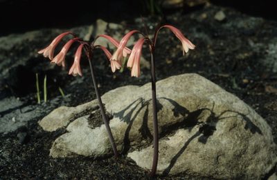 Cyrtanthus ventricosus, photographed by Tom Lloyd Evans