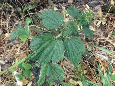 Urtica australis, photographed by Peter de Lange