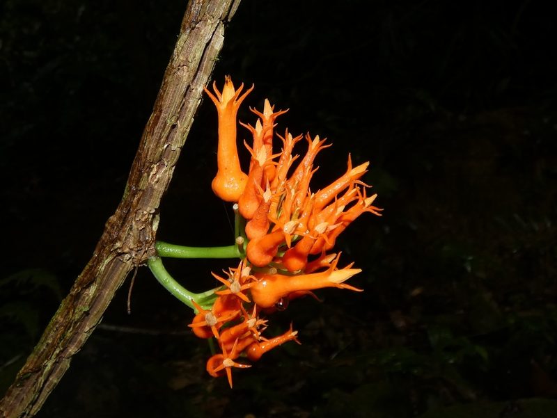 Gurania tubulosa, photographed by Kai Squires