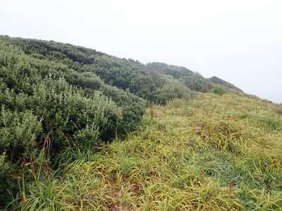 Carex trifida, photographed by Peter de Lange