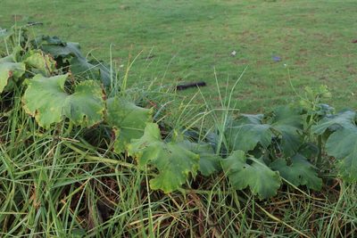 Cucurbita maxima, photographed by Luisa Matiz