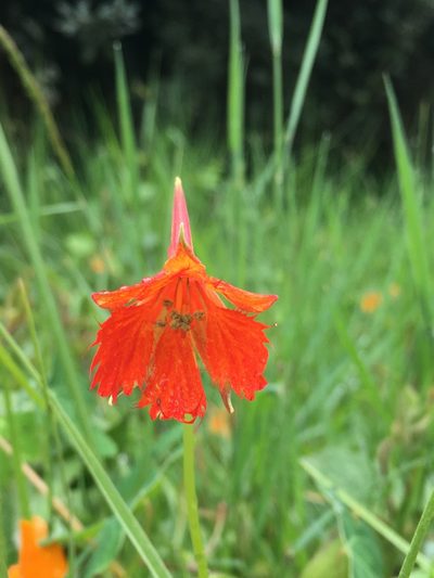 Tropaeolum smithii, photographed by margaritarestrepou