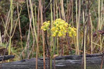 Kalanchoe densiflora, photographed by Luisa Matiz
