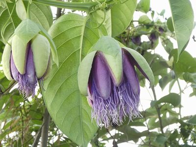 Passiflora quadrangularis, photographed by Kai Squires