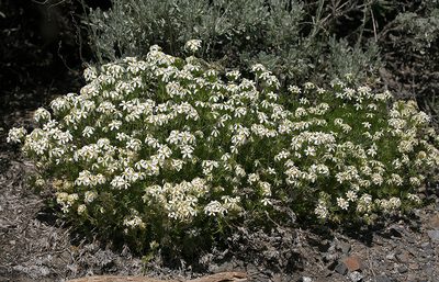 Leptosiphon pachyphyllus, photographed by Steve Matson