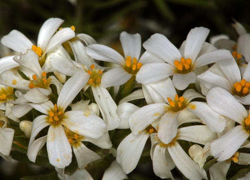 Leptosiphon pachyphyllus, photographed by Steve Matson