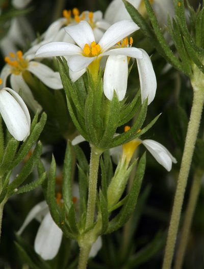 Leptosiphon pachyphyllus, photographed by Steve Matson