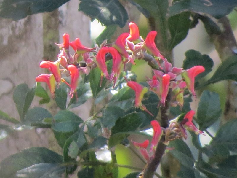 Euphorbia calcarata, photographed by Francisco Emilio Roldán Velasco