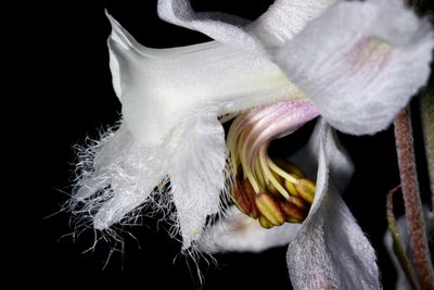 Delphinium wootonii, photographed by Cecelia Alexander