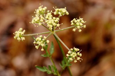 Cymopterus longiradiatus, photographed by Cecelia Alexander