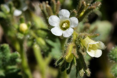 Phacelia rotundifolia, photographed by Cecelia Alexander