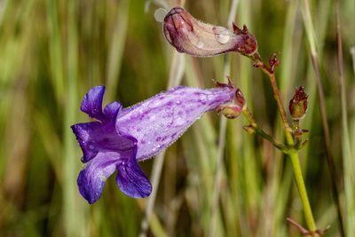 Penstemon stenophyllus, photographed by Cecelia Alexander