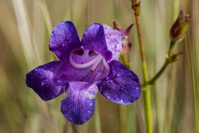 Penstemon stenophyllus, photographed by Cecelia Alexander
