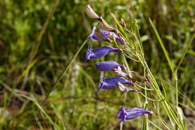 Penstemon stenophyllus, photographed by Cecelia Alexander