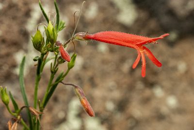 Penstemon pinifolius, photographed by Cecelia Alexander