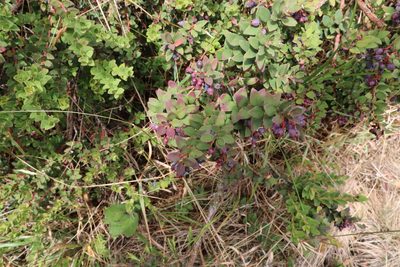Vaccinium floribundum, photographed by Luisa Matiz