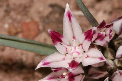 Allium bigelovii, photographed by Cecelia Alexander