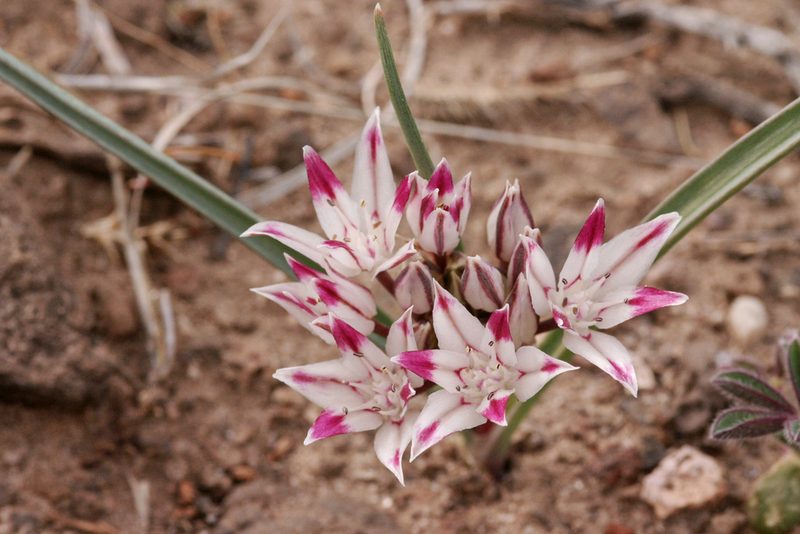 Allium bigelovii, photographed by Cecelia Alexander