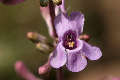 Penstemon fendleri, photographed by Cecelia Alexander