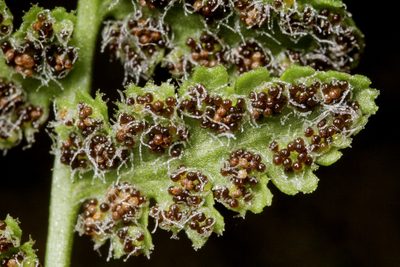 Woodsia neomexicana, photographed by Cecelia Alexander