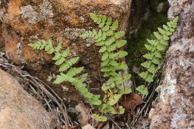 Woodsia neomexicana, photographed by Cecelia Alexander