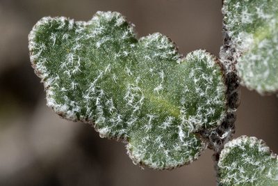 Astrolepis windhamii, photographed by Cecelia Alexander