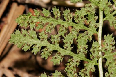 Woodsia phillipsii, photographed by Cecelia Alexander