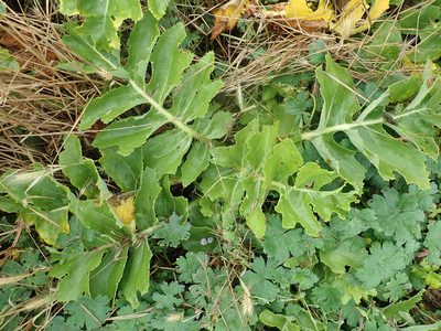 Sonchus grandifolius, photographed by Peter de Lange