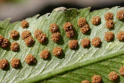 Phanerophlebia auriculata, photographed by Cecelia Alexander