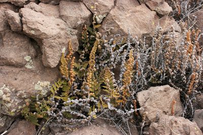 Myriopteris yavapensis, photographed by Cecelia Alexander