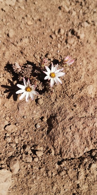 Chaetanthera lycopodioides, photographed by Darío De la Fuente