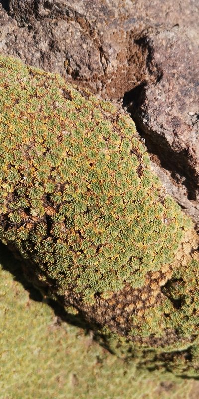 Azorella madreporica, photographed by Darío De la Fuente