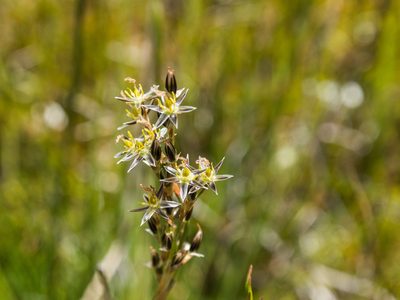 Juncus squarrosus, photographed by Cara-Lisa Schloots