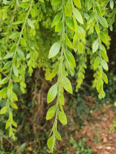 Acacia howittii, photographed by Yoav Daniel Bar-Ness