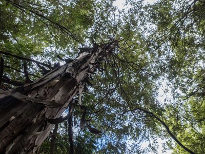 Libocedrus plumosa, photographed by Cara-Lisa Schloots